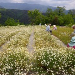 満開になった花畑で花摘み作業が始まりました