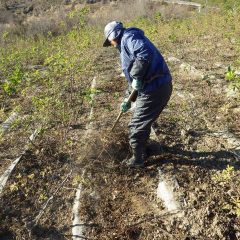 寒風に耐えて除草した草の片付け作業が続けられています