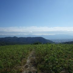 秋晴れになったローズ畑