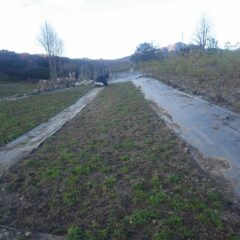 カモマイル・ジャーマン畑の除草作業は夕暮れまで続いています