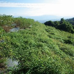 再びクズがローズ畑を襲って来たので除草する事にしました