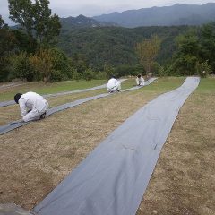 カモマイル・ジャーマン畑に通路の防草シートを敷いています