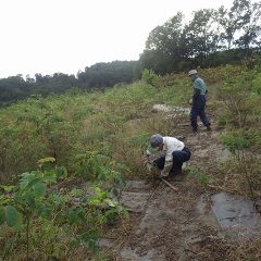 ローズ畑では剪定前の最後の除草作業が夕暮れまで続いています