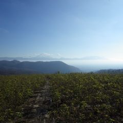 昼過ぎに強風で雲が飛ばされ富士山が顔を出しました