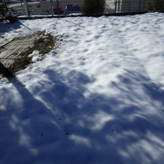 18日に降った雪は事務局前のハーブ畑を覆い尽くしています