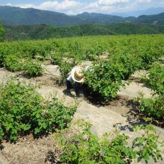 真夏の様な炎天下の中、除草作業は毎日続けられています