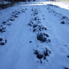 ラベンダーもすっぽりと雪に包まれてしまいました