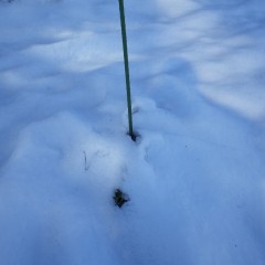 雪に押し潰されてしまったホーウッドの苗木