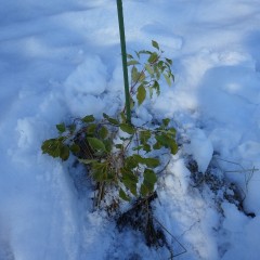 雪の中から救出しました