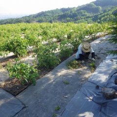 一年中雑草との戦っています