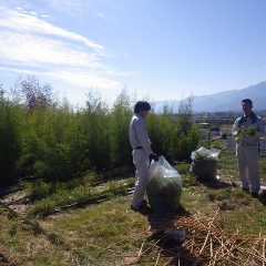 背丈を超えるほどに育ったティートゥリーの収穫が始まりました