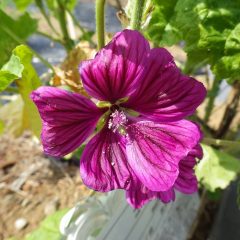 コモンマロウの花が咲き始めました