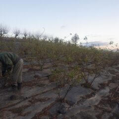 ローズ畑では剪定しやすいように通路まで伸びた枝を仮剪定しています