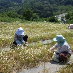 30℃を超える真夏日なった農場のカモマイル・ジャーマン畑