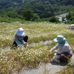 30℃を超える真夏日なった農場のカモマイル・ジャーマン畑