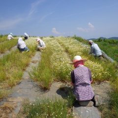 炎天下の中でひと花ひと花丁寧に摘み取りが続いています