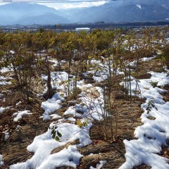 事務局前のローズ畑は18日に積もった雪が昼過ぎにようやく溶け始めました