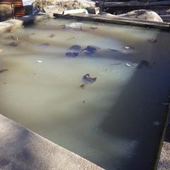 農場の水槽はカッチンコッチンに凍っています