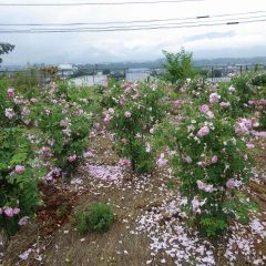 事務局前のローズ畑はそろそろ終わりでしょうか