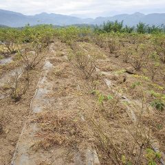 剪定前の除草作業が終わったローズ畑