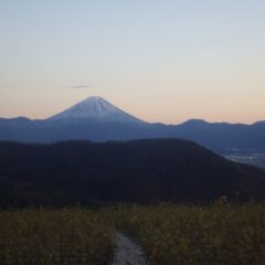 ローズ畑から見えた夕映えの富士山