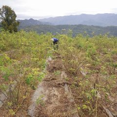 ローズ畑の除草作業も終盤に差し掛かっています