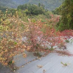 ブルーベリーが紅葉し始めています