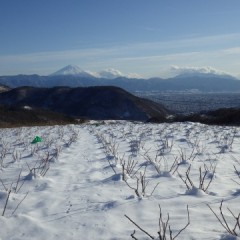 雪に覆われたローズ畑は静寂に包まれています