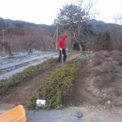 寒風の吹き荒れる中でスペアミント畑の整備作業をしています