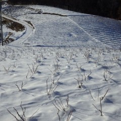 当分農場での作業は出来そうにありません