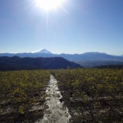 ローズ畑には冬将軍の寒風が吹き荒れ冬晴れに浮かぶ富士山が雪煙を巻き上げています