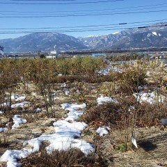 18日に積もった事務局前の雪は大分溶けて来ました