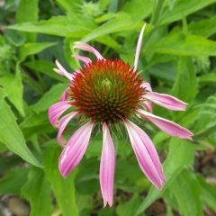 エキナセアの花も咲き始めました