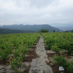 生憎の雨模様の農場でローズが咲き始めました