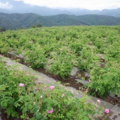 ピンクの花が目立って来ました