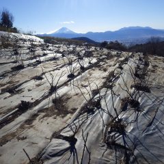 剪定作業の終わったローズ畑