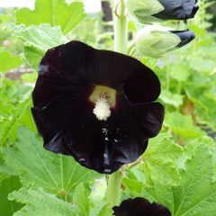 ブラックマロウの花も咲き始めています