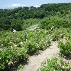 午前7時から花の摘み取りは始まりました