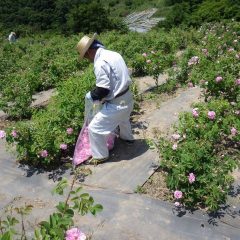 今日は夏の様な炎天下の中での作業になりました