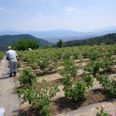 午後の摘み取り作業が始まりました