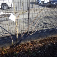 古い枝は新芽が出にくいので新しい枝と更新します
