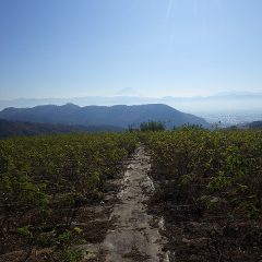 朝は冷え込んだものの穏やかな小春日和になったローズ畑