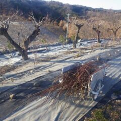 枝切り作業が終わりスッキリして新年を迎える事が出来そうです