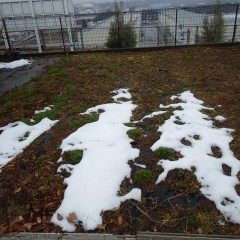 カモマイル・ジャーマン畑にはまだ雪の残る部分もあります