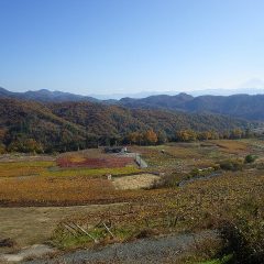 農場の周りの山々や葡萄畑も紅葉が始まっています