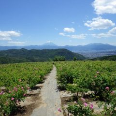 未明に雷雨のあった農場には澄みきった青空と富士山の姿がありました