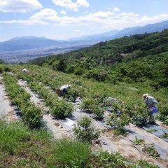 なるべく午前中に摘み取りが終わる様にみんな必死です