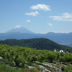 そんな姿を富士山がやさしく見守っていました