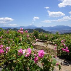 ローズと富士山