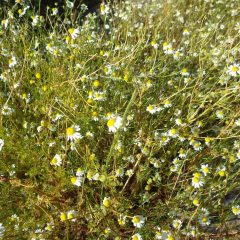 二番花が咲き始めています